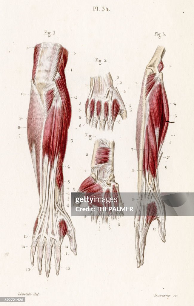 Muscles forearm anatomy engraving 1886