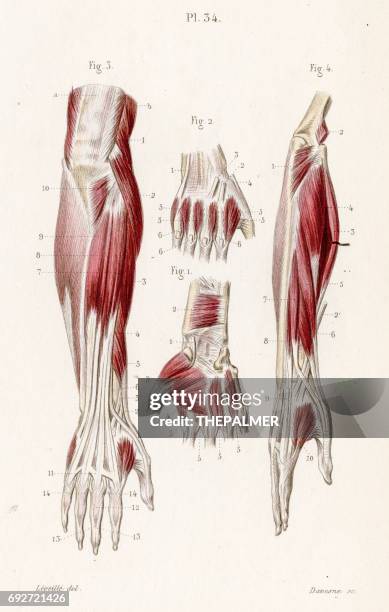 ilustrações, clipart, desenhos animados e ícones de músculos do antebraço anatomia gravura 1886 - membro parte do corpo