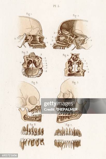 skull anatomy engraving 1886 - septum stock illustrations