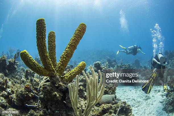 green tube soft corals in foreground and pair of divers in background, isle of youth, cuba - organ pipe coral stock pictures, royalty-free photos & images