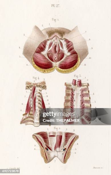 bildbanksillustrationer, clip art samt tecknat material och ikoner med kvinnliga mellangården anatomi gravyr 1886 - människokroppsdel