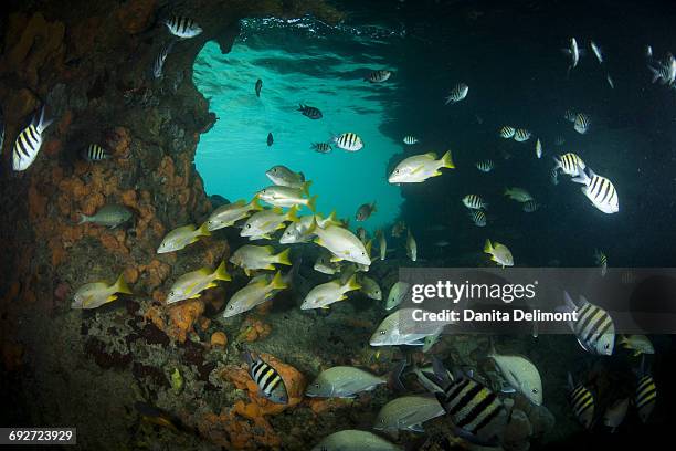 schoolmaster snappers, mangrove snappers, sergeant major fish and other assorted tropical fish congregate in thunderball grotto near staniel cay, exuma, bahamas - grotte stock-fotos und bilder