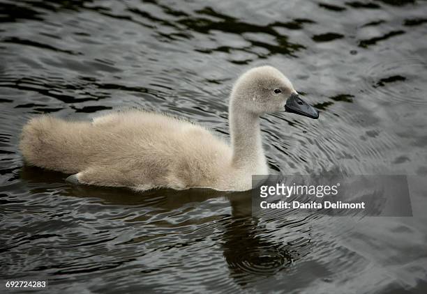 young swan (cygnus) swimming in st stephens green pond, dublin, ireland - st stephens green stock pictures, royalty-free photos & images