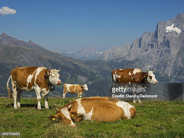 cows in mountain scenery, bern canton, switzerland - mannlichen stock pictures, royalty-free photos & images