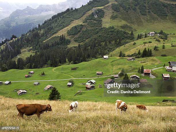 cows in mountain scenery, murren, bern canton, switzerland - mannlichen stock pictures, royalty-free photos & images