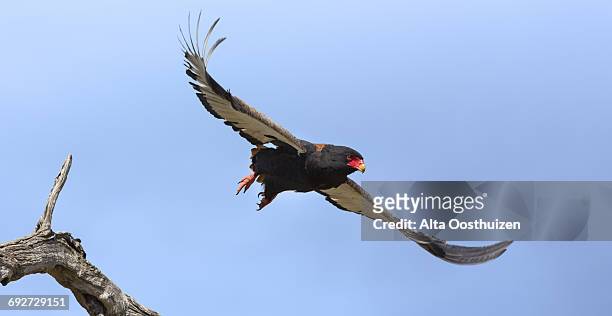 bateleur flying on a sunny day - kruger national park, south africa - bateleur eagle stockfoto's en -beelden