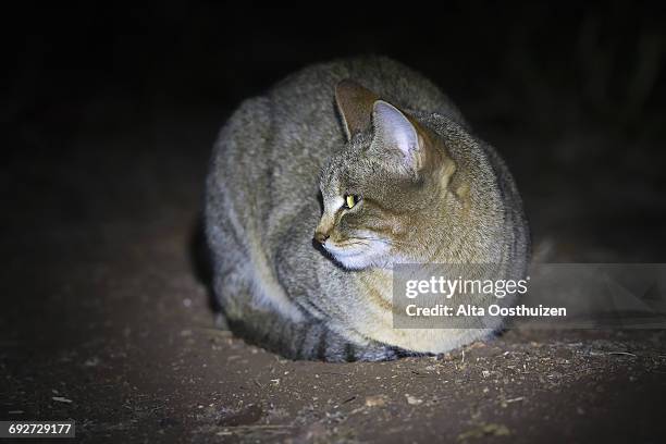 african wild cat lying on the ground in spotlight - kruger national park south africa - camouflaged cat ストックフォトと画像
