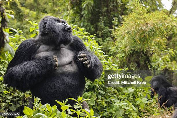 silverback mountain gorilla named guhonda (gorilla gorilla beringei) beating his chest, parc national des volcans, rwanda, africa - gorilla beating chest stock pictures, royalty-free photos & images