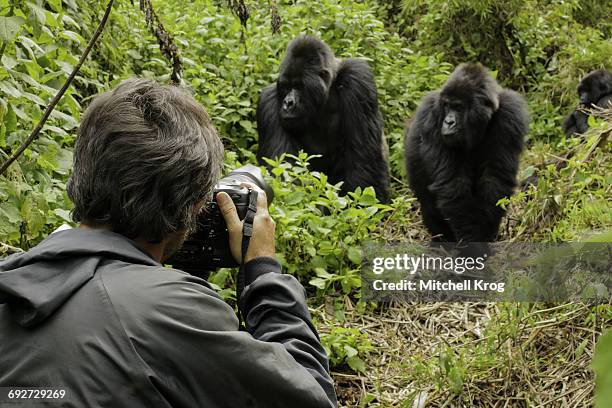 photographer taking photos of silverback mountain gorilla (gorilla gorilla beringei), parc national des volcans, rwanda, africa - mountain gorilla foto e immagini stock
