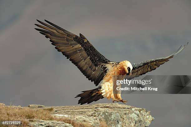 bearded vulture adult (gypaetus barbatus) in flight, giants castle nature reserve, drakensberg, kwazulu-natal province, south africa - bearded vulture stock pictures, royalty-free photos & images