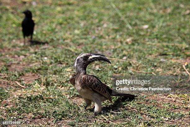 african grey hornbill, kruger national park, south africa - african grey hornbill stock pictures, royalty-free photos & images