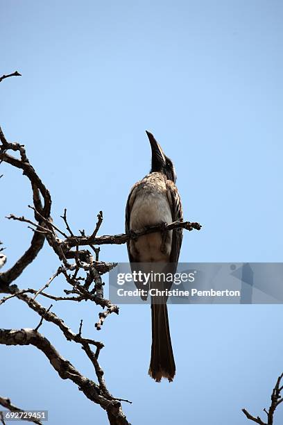 african grey hornbill, kruger national park, south africa - african grey hornbill stock pictures, royalty-free photos & images