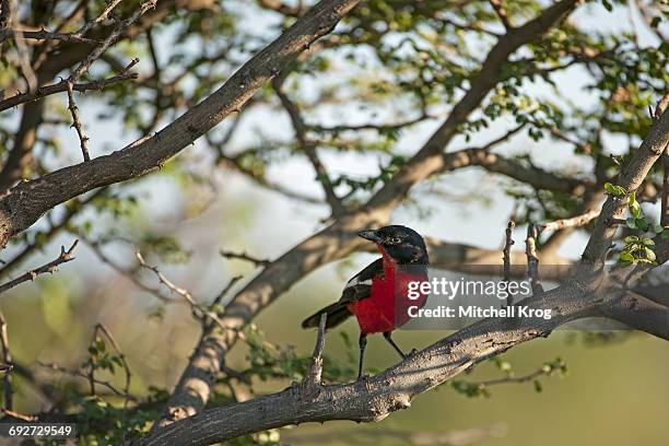 crimson-breasted boubou bird (crimson-breasted shrike) (laniarius atrococcieneus) etosha national park, namibia - laniarius atrococcineus stock pictures, royalty-free photos & images