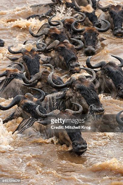 the panic of a wildebeest river crossing during the great migration, masai mara national reserve, kenya - great migration stock pictures, royalty-free photos & images