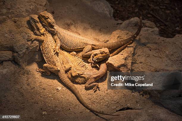 bearded dragon is the common name given to a group of australian lizards of the genus pogona, shown here is the pogona vitticeps, often kept as pets and known for their habit of puffing out their throats like a beard when angry. - throat photos stock-fotos und bilder