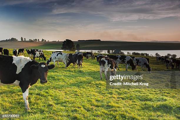 dairy cows at sunset grazing in the pasture on a remote farm in nottingham road, kwazulu-natal, south africa - nottingham road south africa stock pictures, royalty-free photos & images