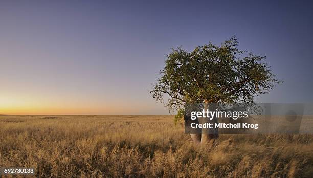 phantom tree (moringa ovalifolia) at dusk in namibia - moringa tree stockfoto's en -beelden