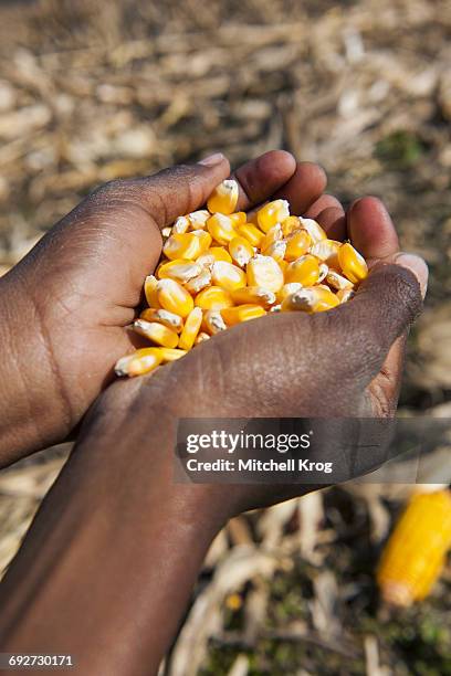 photo of african childs hands holding yellow harvested corn, conceptual image of food for a nation, magaliesburg, gauteng province, south africa - grain de maïs photos et images de collection