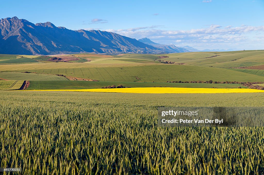 A canola and wheat farm with fields of both fields against the backdrop of the Langeberg mountains, Swellendam, Western Cape South Africa