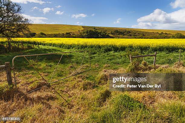 a open farm gate leading into the canola field, swellendam, western cape province, south africa - swellendam stock pictures, royalty-free photos & images