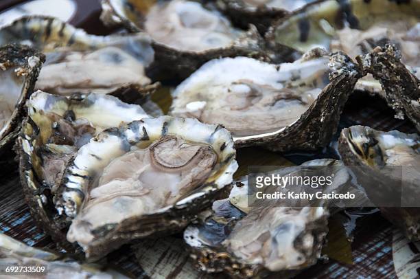 full frame image of fresh oysters - rhode island stock pictures, royalty-free photos & images