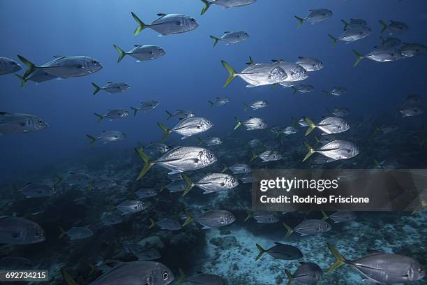 school of juvenile bigeye jacks (caranx latus), cozumel island, mexico - bigeye fish stock pictures, royalty-free photos & images