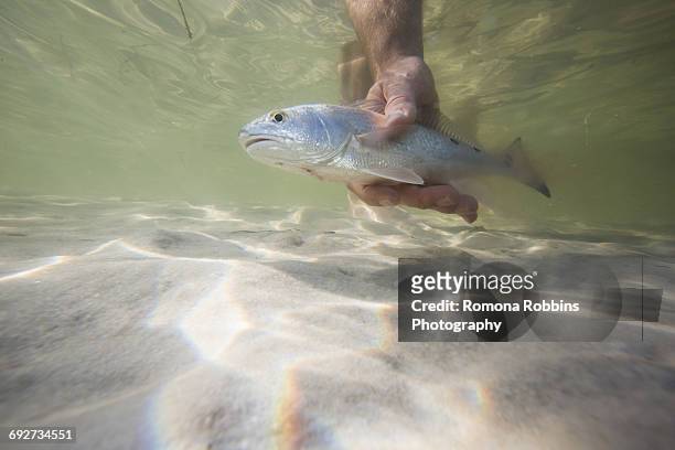 man releasing small redfish back into the water after catch, fort walton beach, florida, usa - releasing fish stock pictures, royalty-free photos & images