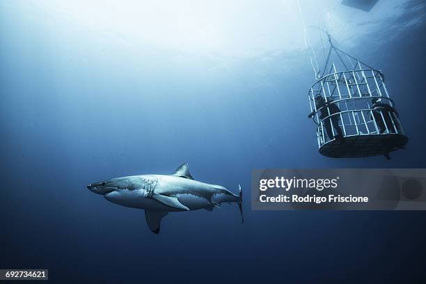 great shark investigating cage divers, guadalupe island, mexico - tiburón jaquetón fotografías e imágenes de stock