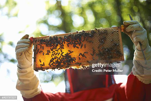 beekeeper holding hive frame in front her - beehive stock pictures, royalty-free photos & images