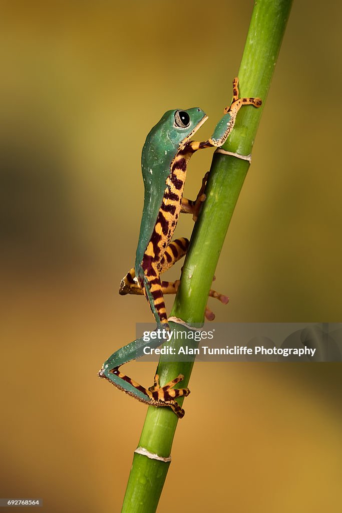 Tiger tree frog