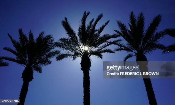 The afternoon sun is seen through the leaves of palm trees in Arcadia, California on June 5 2017. Despite the diverse and ubiquitous number of palm...