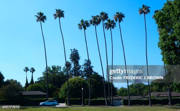 Row of palm trees line Huntington Drive in San Marino, California on June 5 2017. Despite the diverse and ubiquitous number of palm trees in the Los...