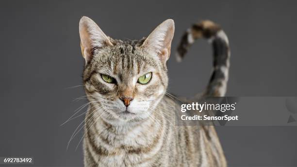 portret van de leuke europese kat - evil stockfoto's en -beelden