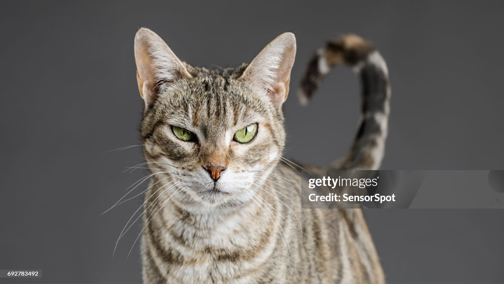 Cute european cat portrait