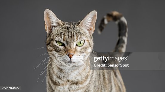 Cute european cat portrait Cute european cat portrait