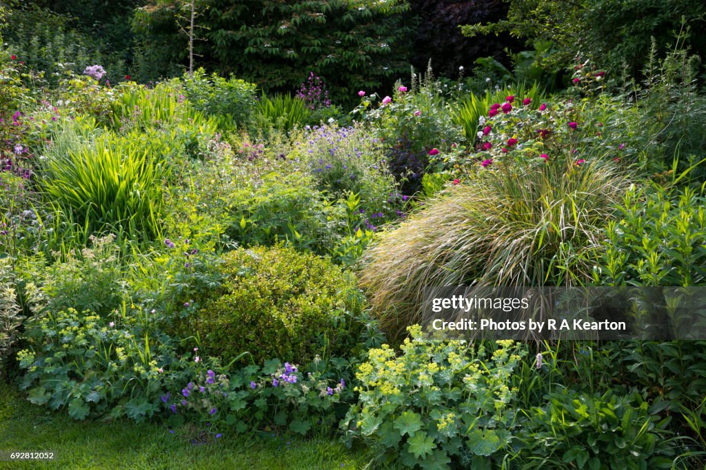 English country garden in early June