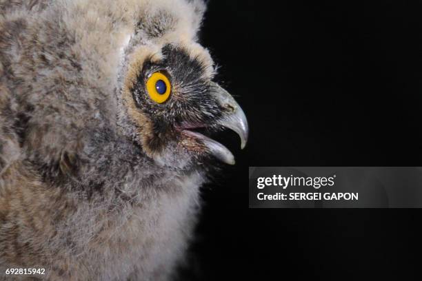 Picture taken late on June 5, 2017 shows a long-eared owl chick sitting on a tree branch at a wildlife sanctuary near the village of Vygonoshchi,...