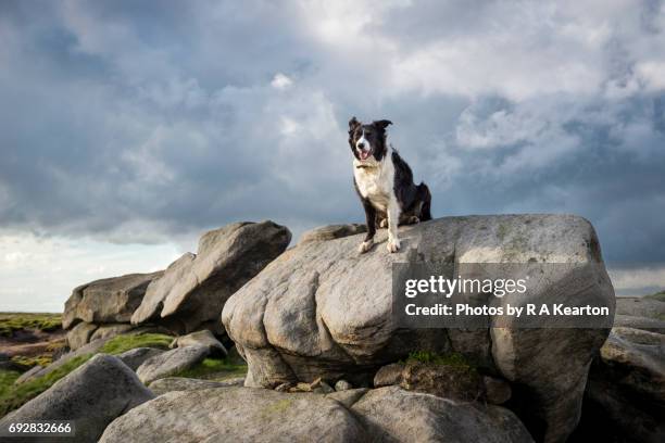 border collie dog in the great outdoors, bleaklow, derbyshire, england - chien de berger photos et images de collection