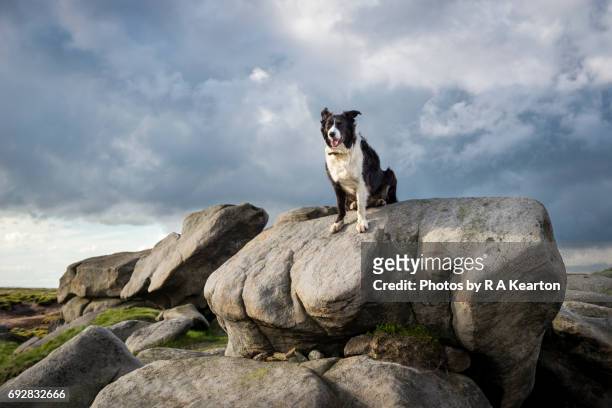 border collie dog in the great outdoors, bleaklow, derbyshire, england - sheep dog stock pictures, royalty-free photos & images