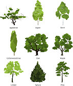 Vector set of green garden trees. Nature illustrations isolate on white