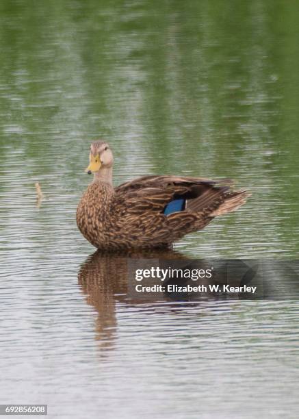 teal winged duck - blue winged teal stock pictures, royalty-free photos & images