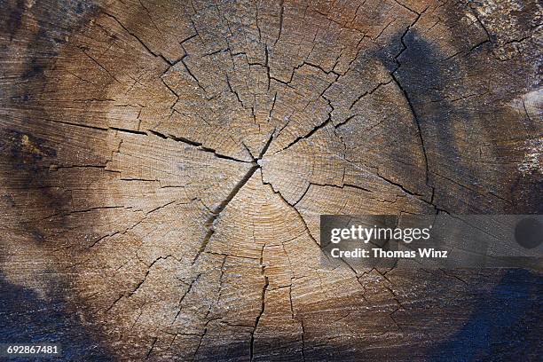 Tree Cracking Pattern 8,973 A Tree Crack Stock Photos, High-Res Pictures, and Images - Getty ...