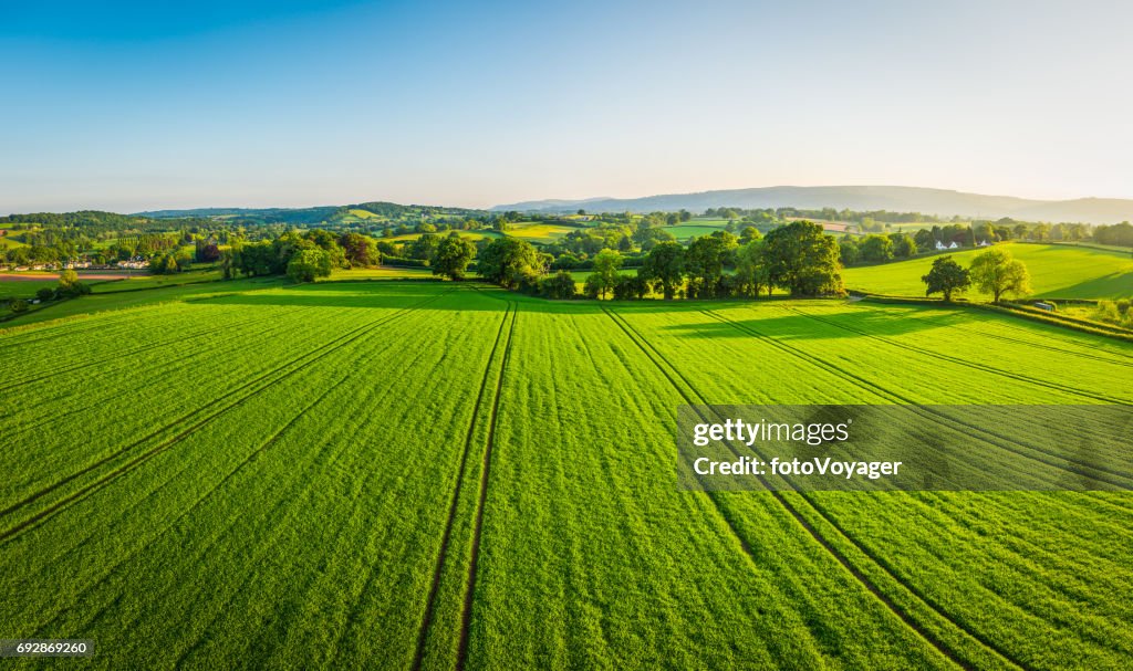 Aerial panorama over healthy green crops in patchwork pasture farmland
