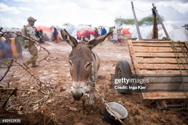 Baidoa, Somalia Donkey in the Hilac refugee camp on May 01, 2017 in Baidoa, Somalia.