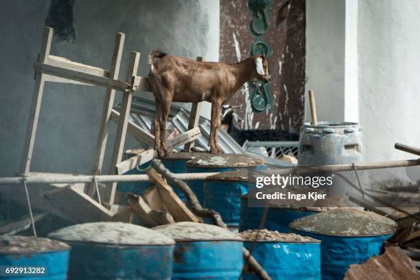 Baidoa, Somalia A goat stands on bulky waste. Street scene in a slum in Somalia on May 01, 2017 in Baidoa, Somalia.