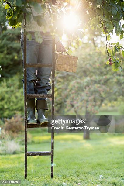 low section of woman standing on ladder in peach orchard - peach orchard stock pictures, royalty-free photos & images