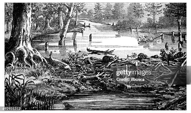 antique engraving illustration: beaver's dam - beaver isolated stock illustrations