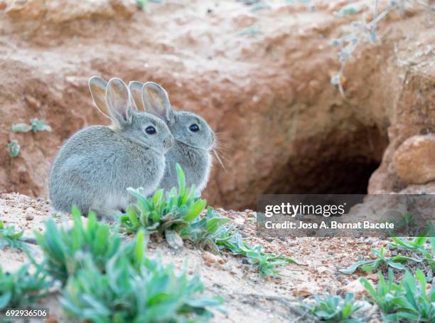 group of rabbits juveniles going out of his burrow, considered as plague. ( species oryctolagus cuniculus.) - rabbit burrow bildbanksfoton och bilder