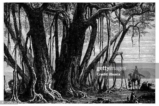antique engraving illustration: banyan tree - fig tree stock illustrations