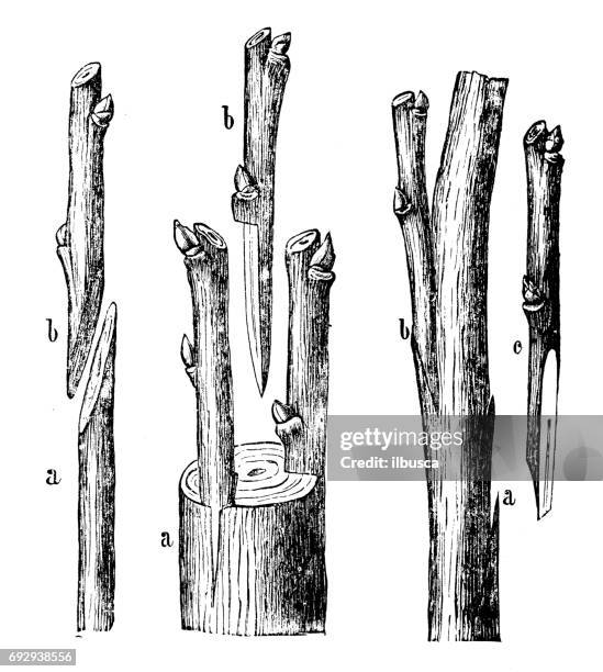 ilustrações de stock, clip art, desenhos animados e ícones de antique engraving illustration: grafting - conjugation biological process